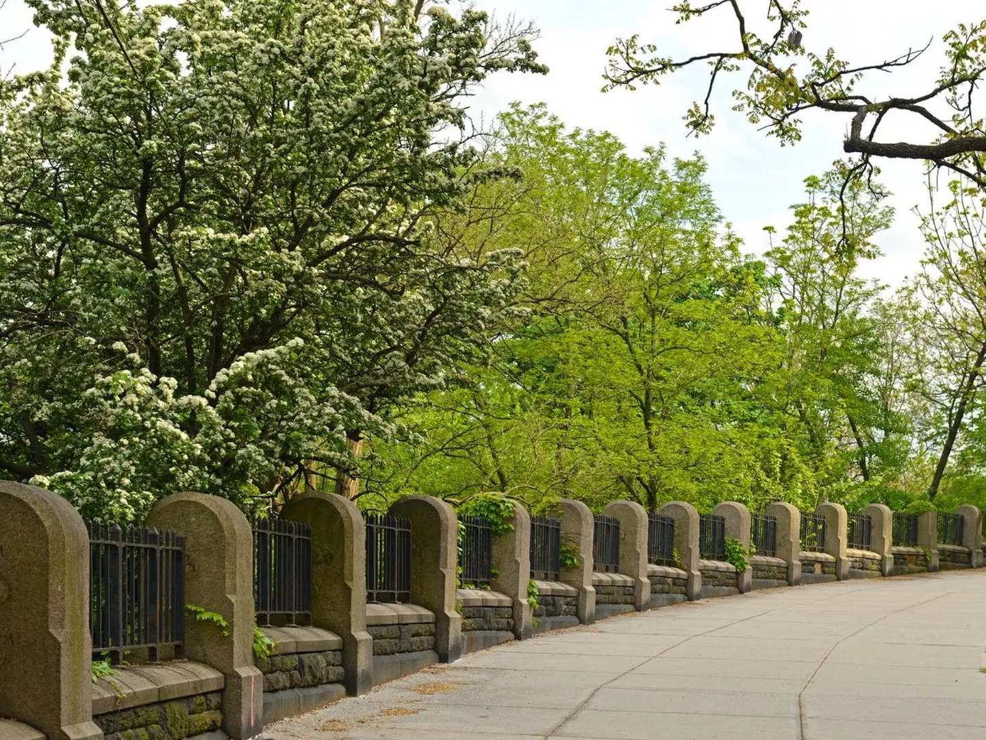Morningside NY Dentist